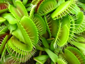 venus flytrap